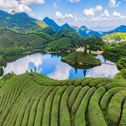 Beyond the Myths: The 1,000-Year Epic of Chinese Matcha from Zhejiang